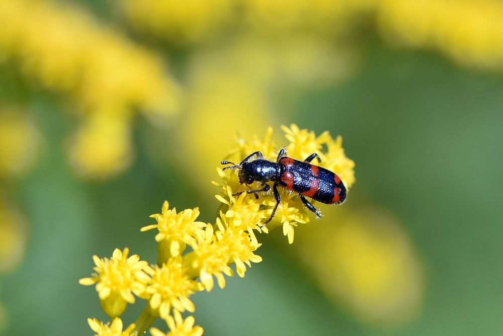 Red-blue checkered beetle on goldenrodRed-blue checkered beetles are typically seen between June and August visiting flowers…
