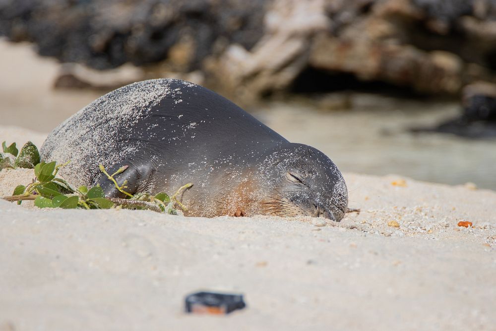 Hawaiian monk seal pup on MidwayA resting Hawaiian monk seal pup lays on a beach at Midway Atoll with its eyes closed and…