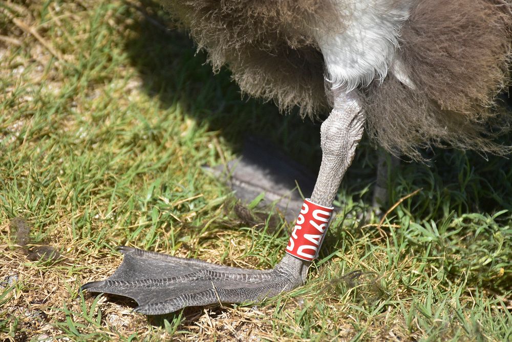 Bird leg tag. 