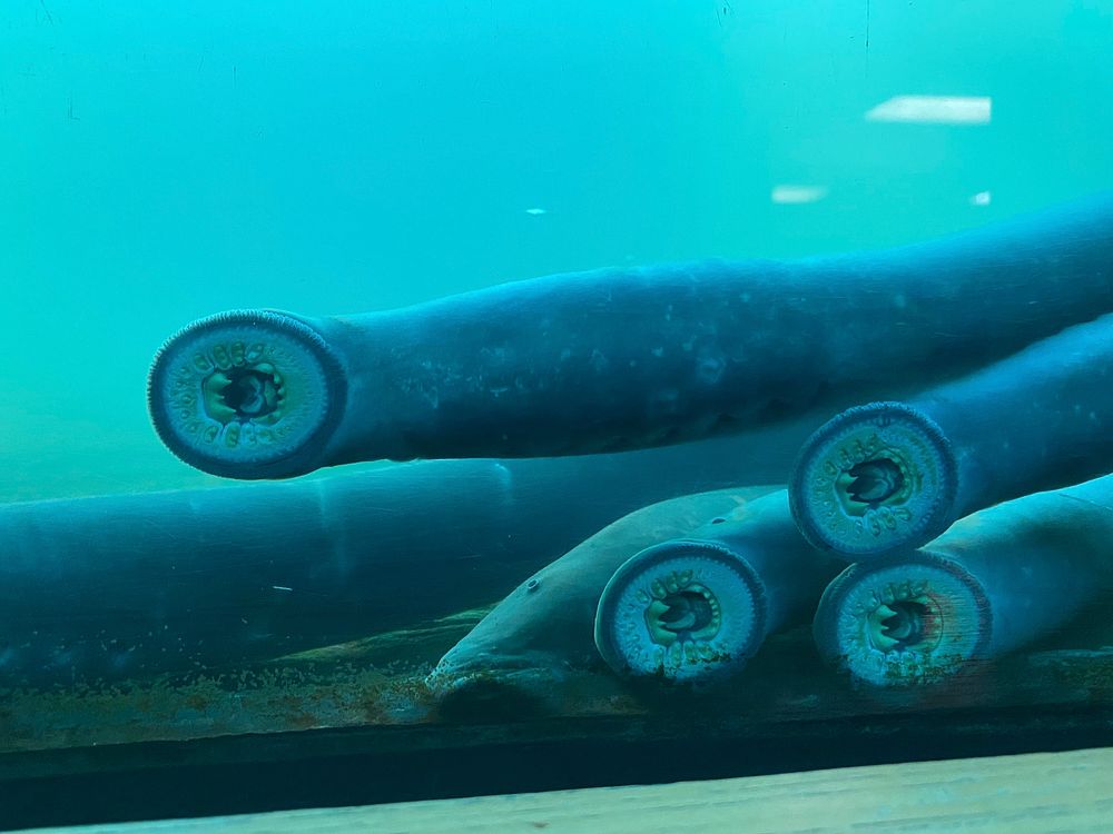 Migrating Pacific lampreyPacific lamprey attach to the viewing window at Bonneville Dam as they migrate up the Columbia…
