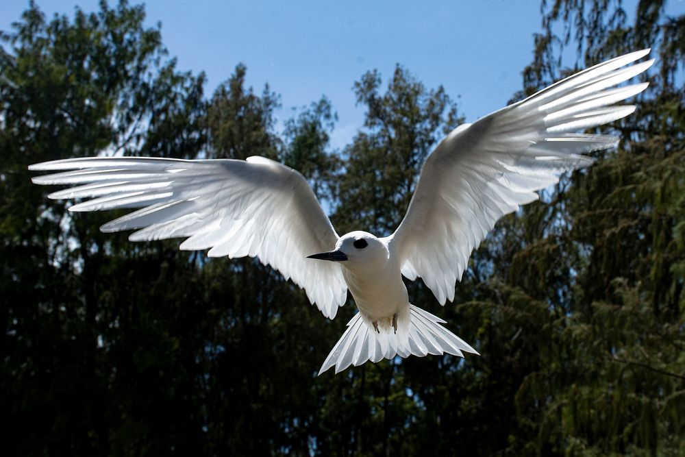 Manuokū (White Fairy Tern), flying bird. 