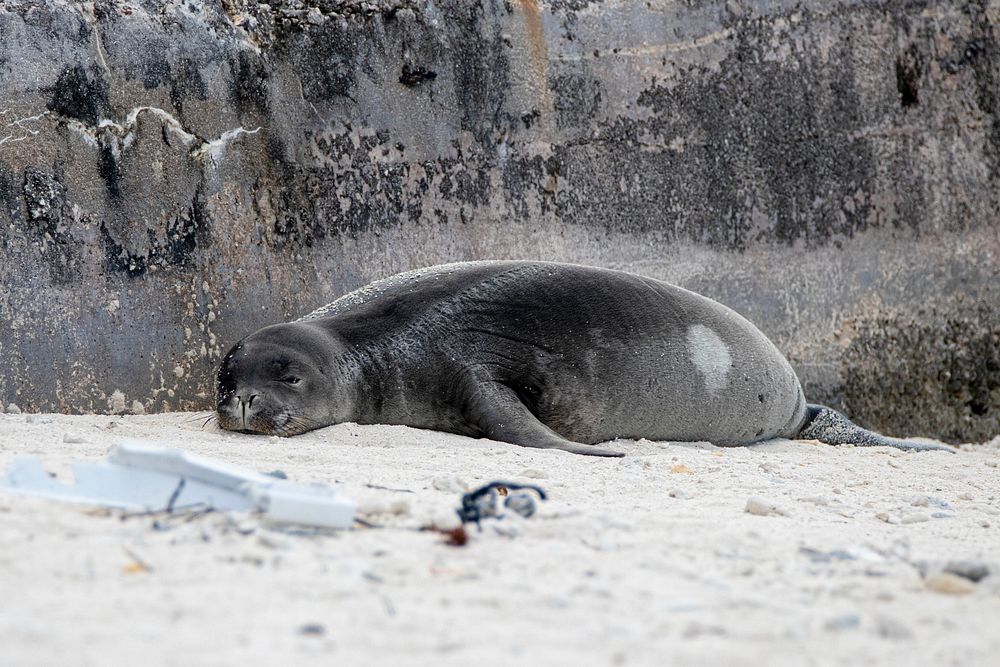 Hawaiian Monk Seal on the shore.