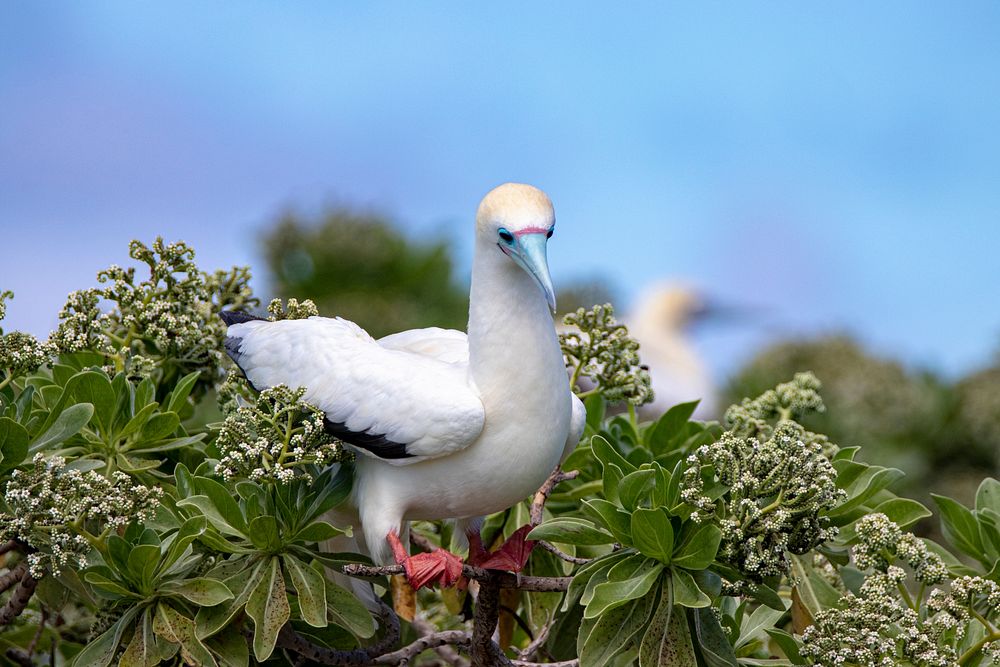 ʻĀ (Red Footed Booby).