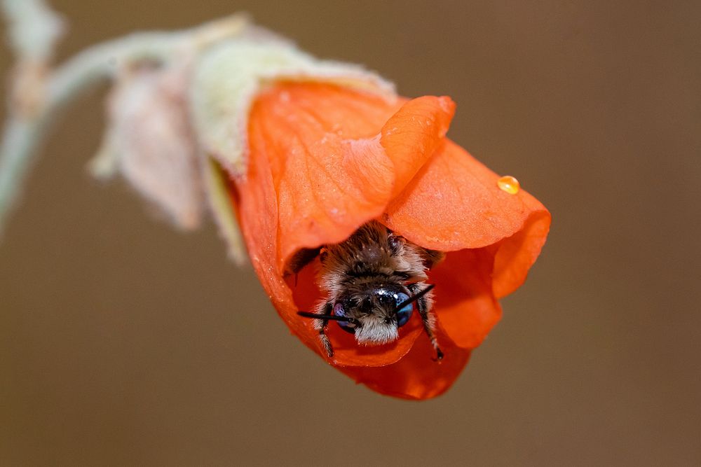 Macro Bee in orange flower.