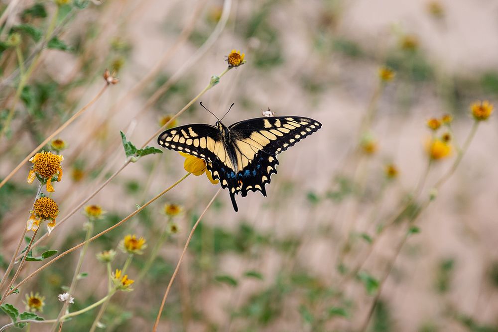 Desert Black Swallowtail (Papilio polyxenes coloro)Desert Black Swallowtail (Papilio polyxenes coloro) on late summer…