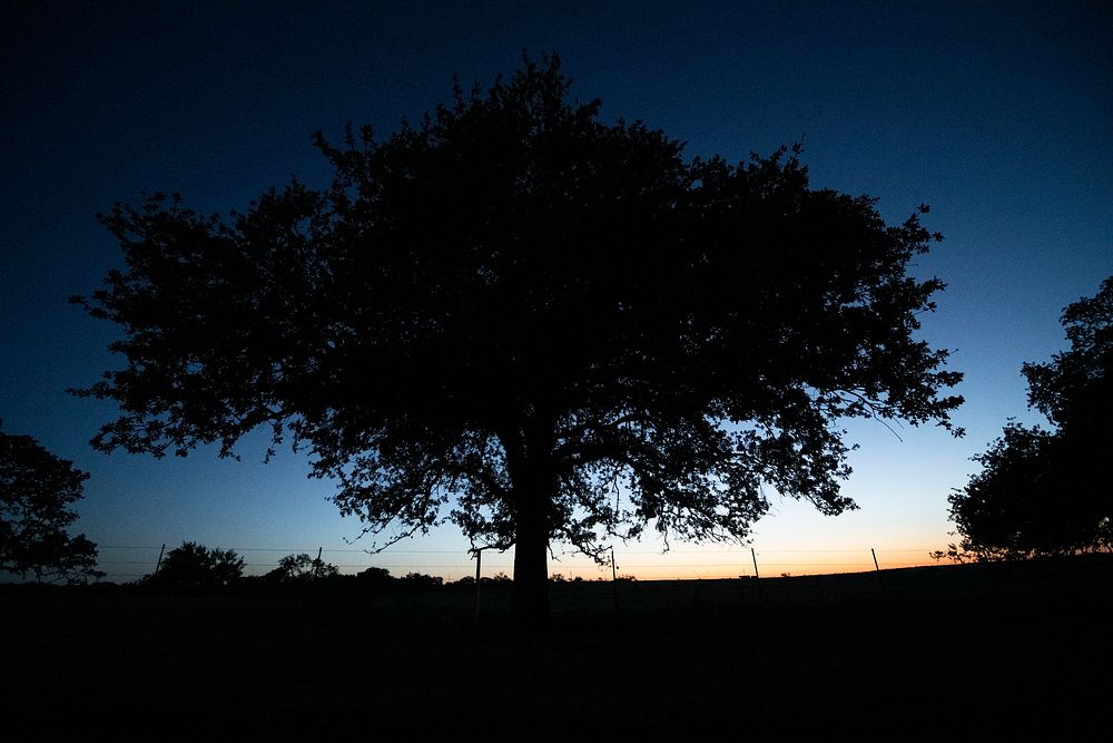 Sunset behind oak trees at the C.G. Merlo Ranch in San Saba, Texas, on June 10, 2022. Traven Day and Stephen Thornhill work…
