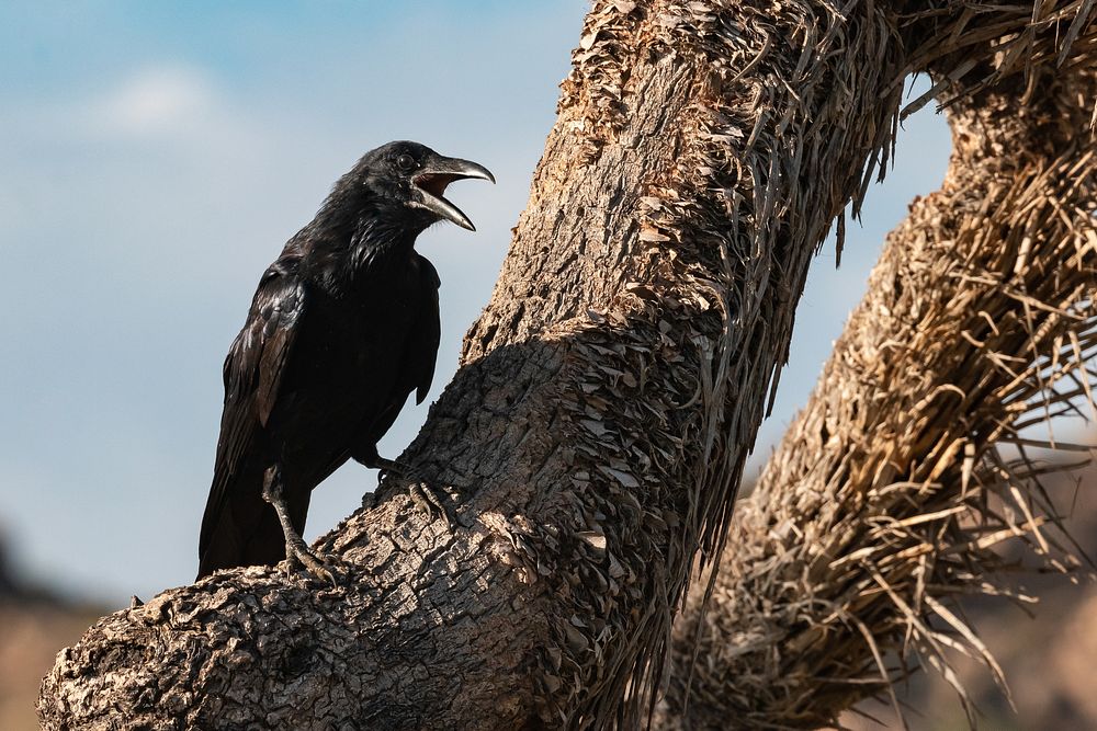 Ravens on Joshua trees.
