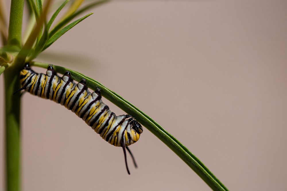 A monarch (Danaus plexippus) caterpillar on milkweed leaf.