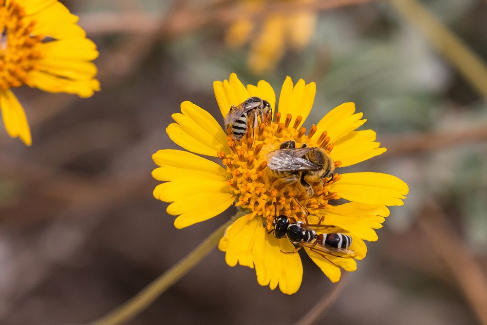 3 different insects on late summer wildflowers. NPS Photo / Carmen Aurrecoechea Alt text: Three winged insects, each with…