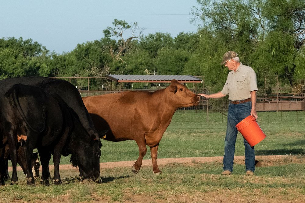 Yes, Rancher, Landowner, and Military Veteran Chuck Merlo talks to his calves and cows while giving them some morning feed…