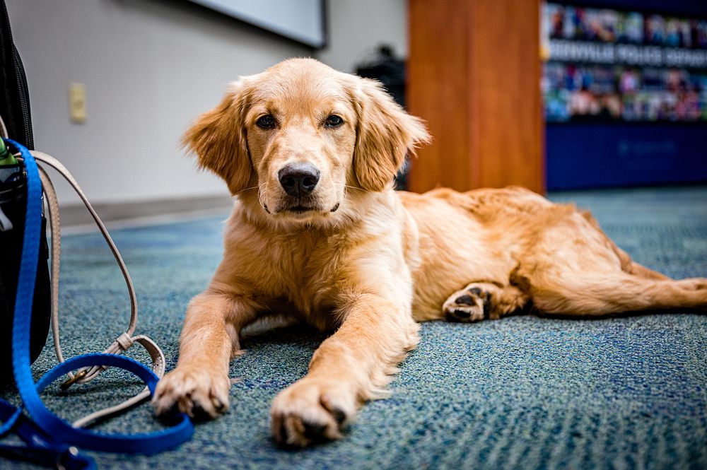 Golden Retriever puppy