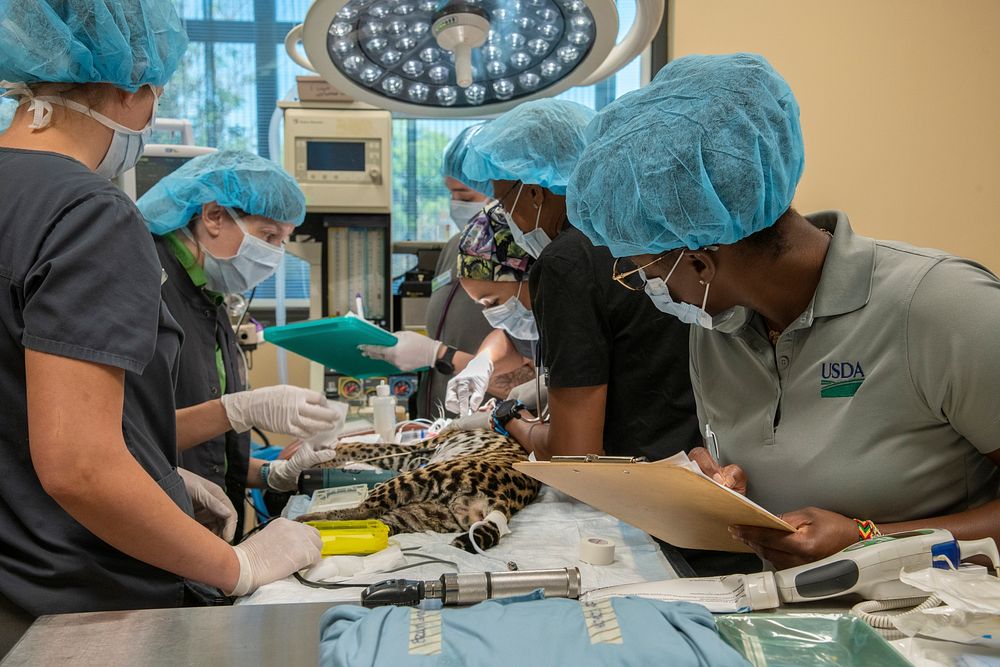 U.S. Department of Agriculture USDA Animal Care Inspector observing medical treatment in a clinical setting at the San…