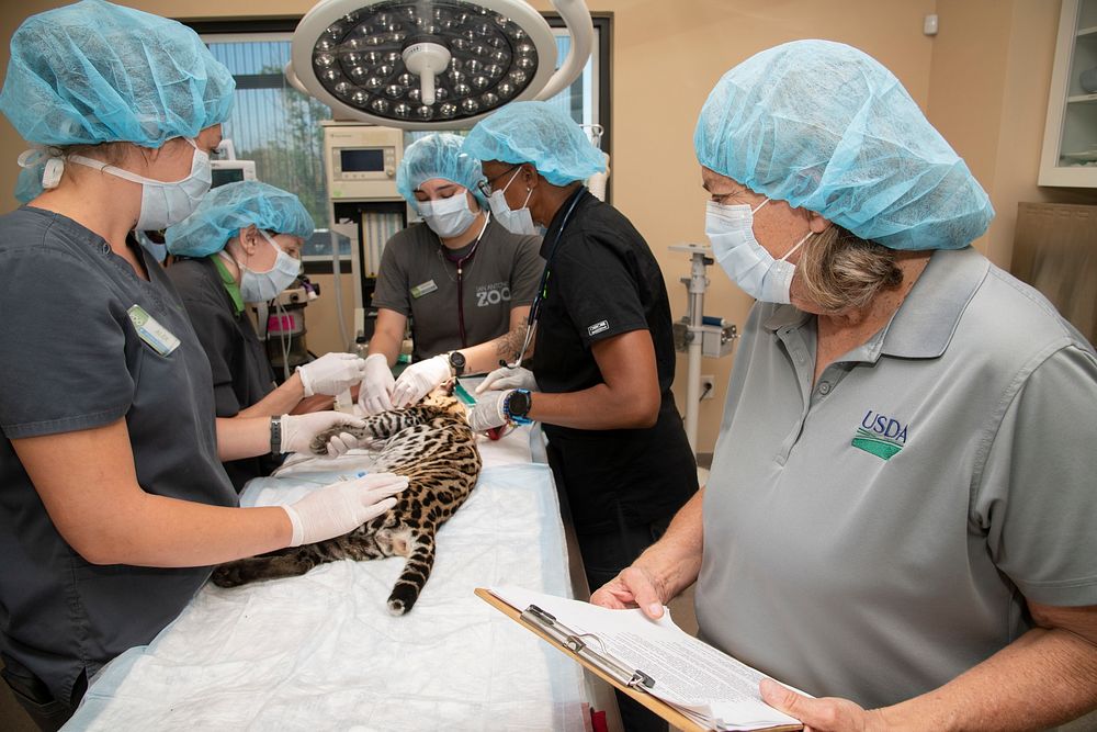 U.S. Department of Agriculture USDA Animal Care Inspector observing medical treatment in a clinical setting at the San…
