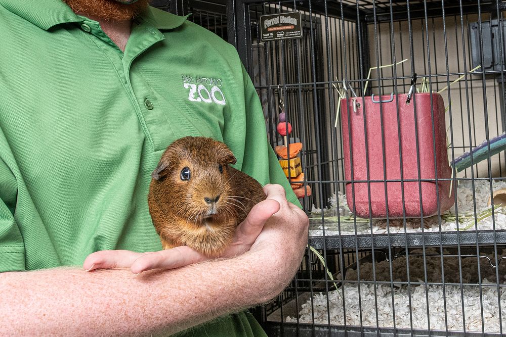Animal Care Inspector observes San Antonio Zoo staff handle a guinea pig at the San Antonio Zoo in San Antonio, TX, on July…