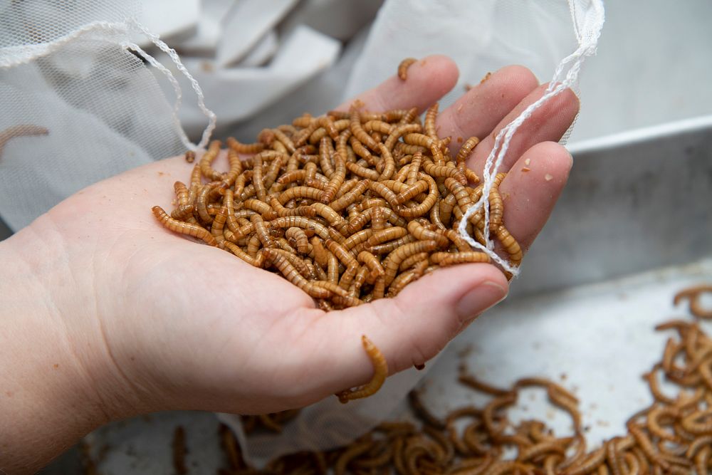 Mealworms for dietary dispensary.