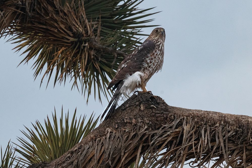 Cooper's HawkCooper's Hawk (Accipiter cooperii) NPS Photo/ Carmen Aurrecoechea Alt text: a large bird of prey with brown and…