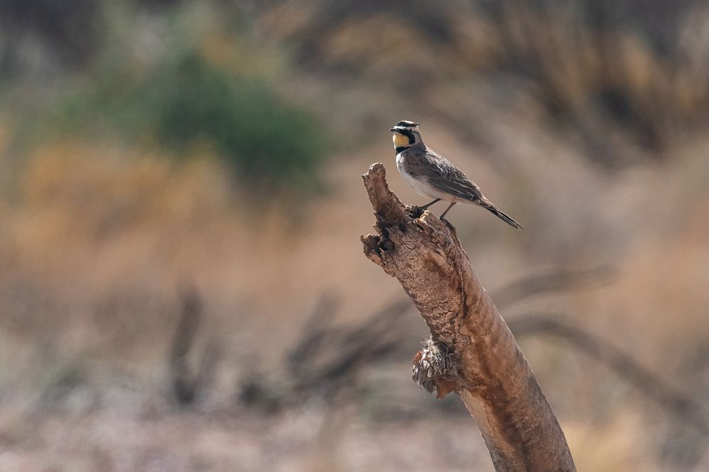 Horned LarkHorned Lark (Eremophila alpestris) NPS Photo/ Carmen Aurrecoechea Alt text: A small bird with grayish brown back…