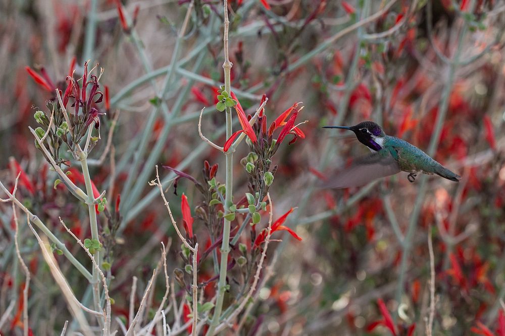 Hummingbird and ChuparosaHummingbird and Chuparosa in bloom (Justicia californica) NPS Photo/ Carmen Aurrecoechea Alt Text:…