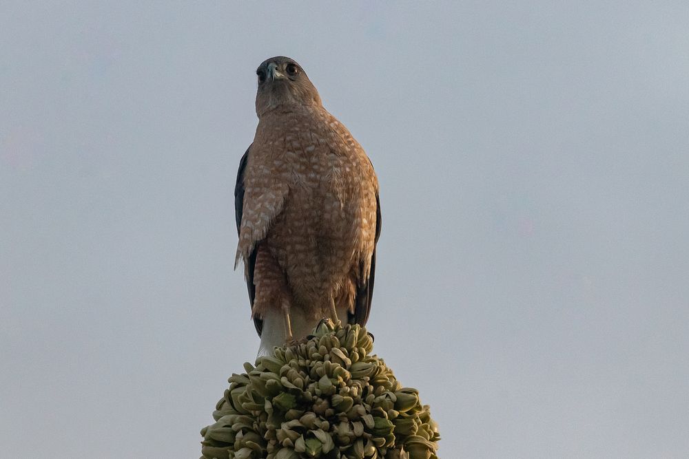 Cooper's Hawk (Accipiter cooperii) NPS Photo/ Carmen Aurrecoechea Alt text: a large bird of prey with orange and white…