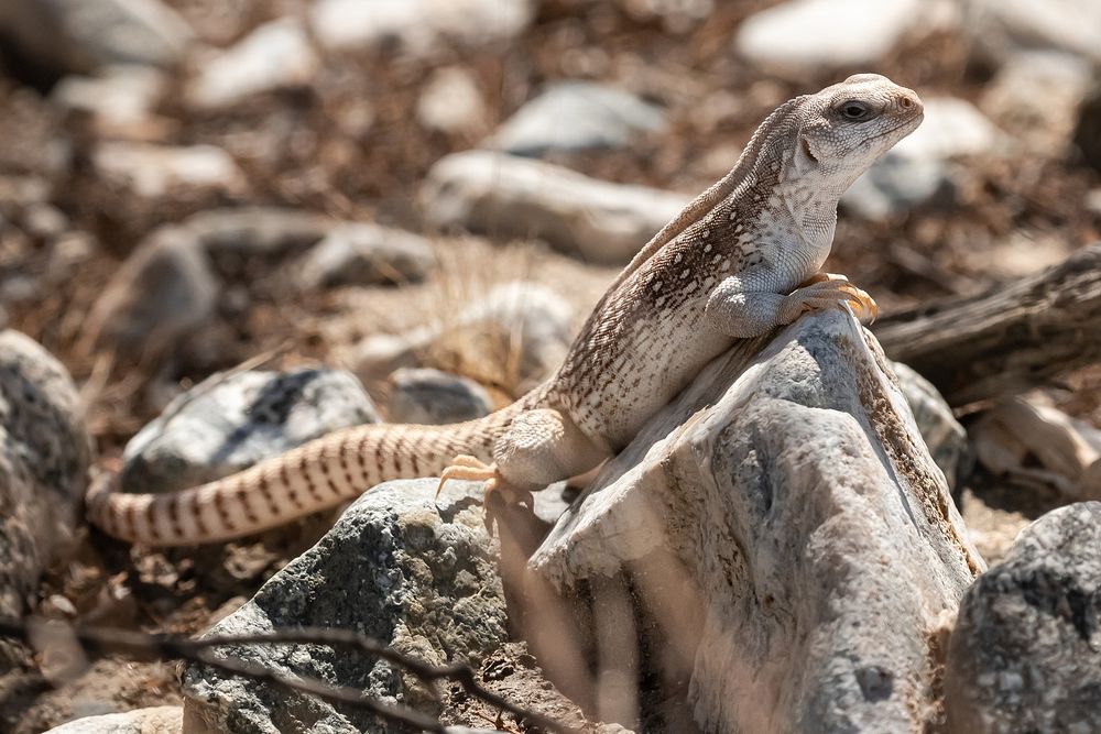 Desert Iguana (Dipsosaurus dorsalis dorsalis) NPS Photo/ Carmen Aurrecoechea Alt text: A sandy and brown speckled lizard…