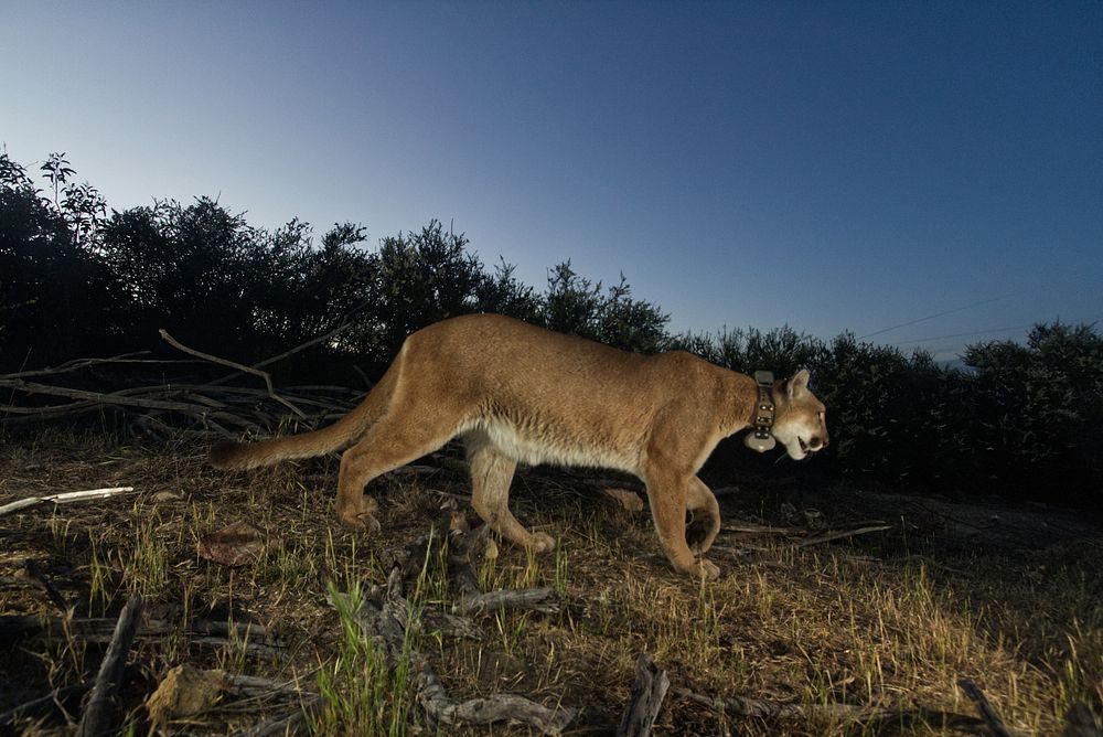 Adult female mountain lion with collar.