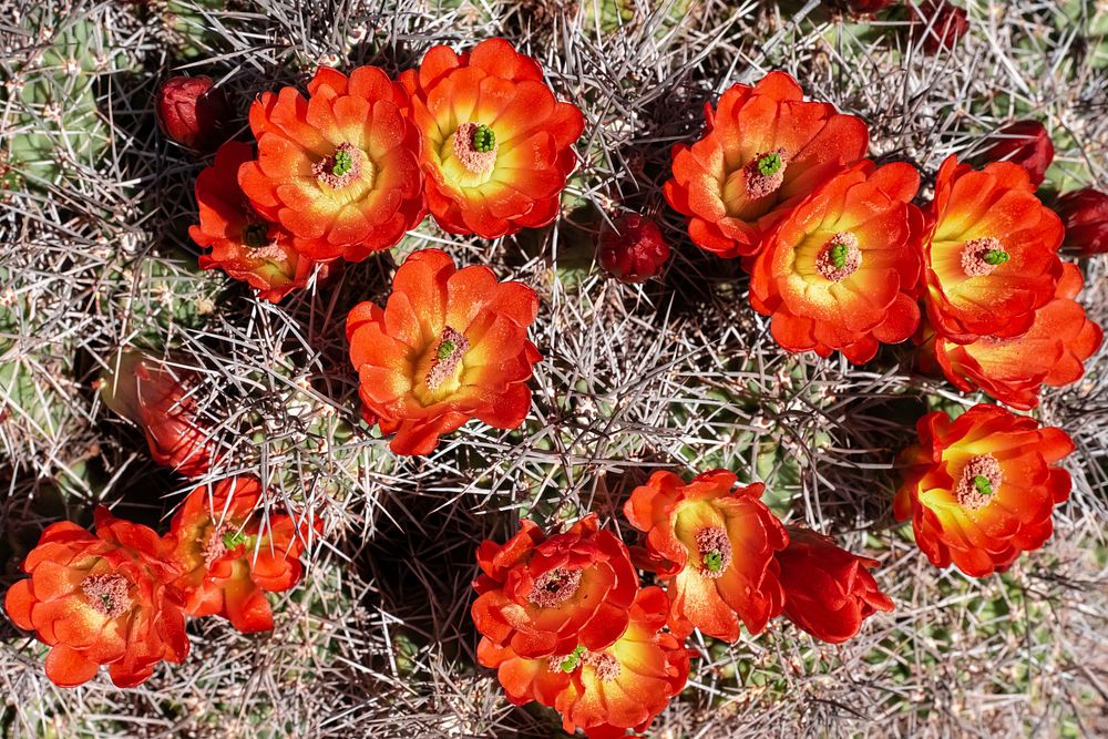 Kingcup Cactus (Echinocereus triglochidiatus) in full bloom.