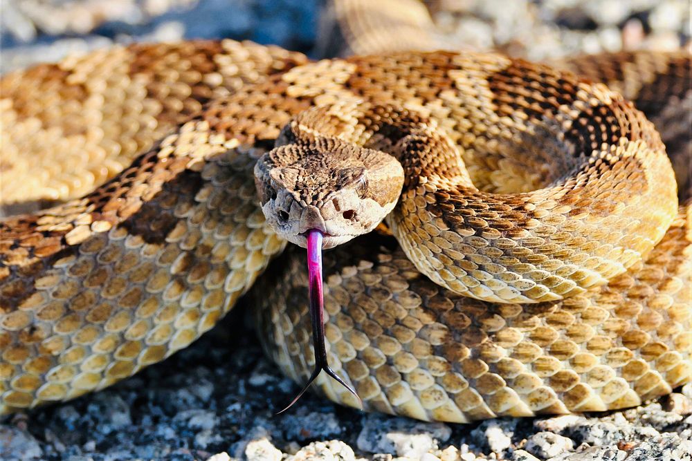 Carrizo Plain NM Rattlesnake.