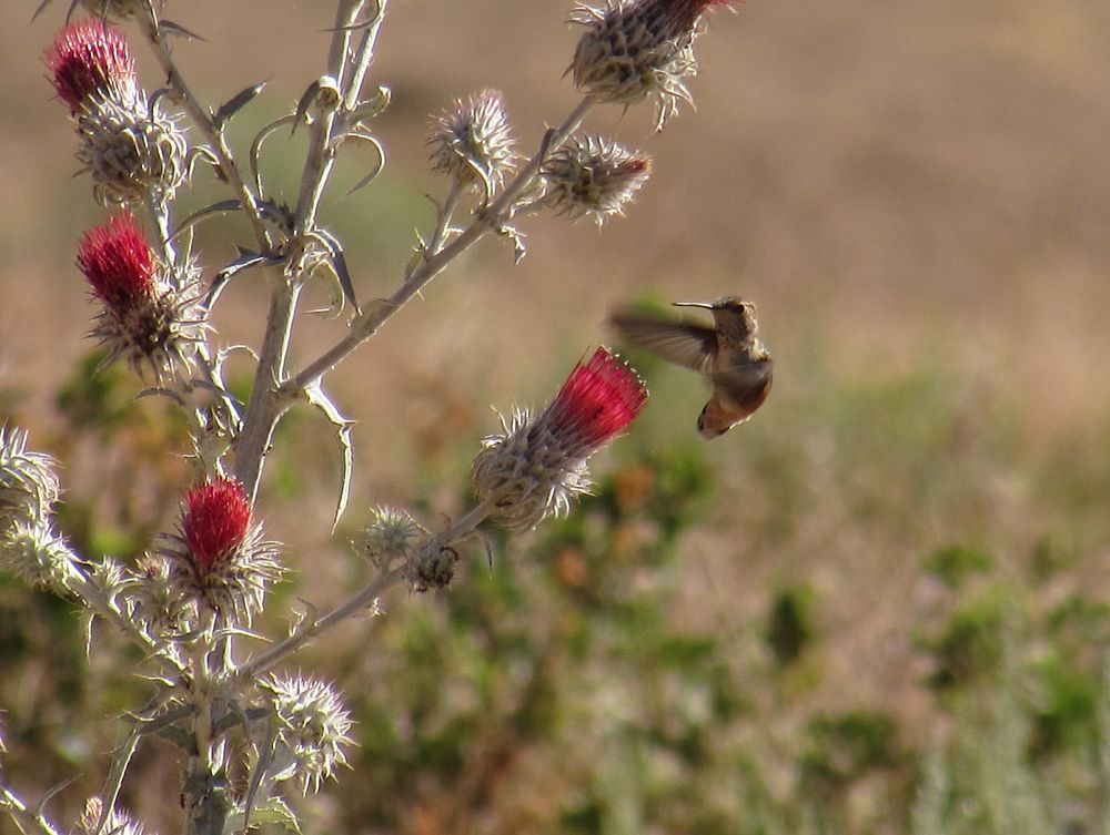 Hummingbird on a Cobweb Thistle, Surprise Valley3rd place winner, 2022 Employee Photo Contest: Plants and Wildlife…