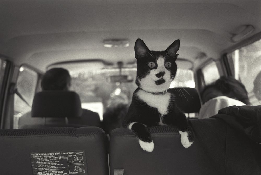 Socks the Cat Perched on the Backseat of a Van. Original public domain image from Flickr