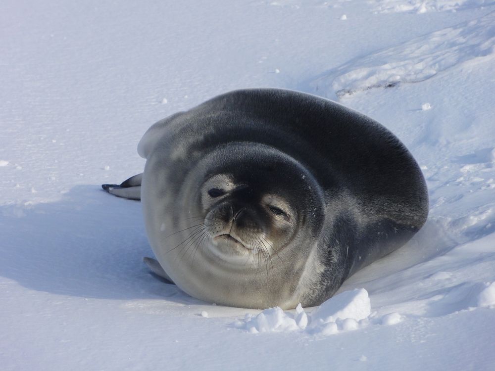 Seal, Arctic wildlife. Original public domain image from Flickr