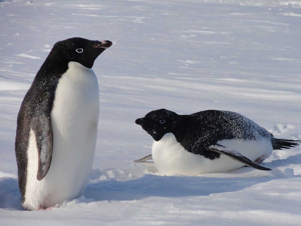 Adélie penguin, Arctic wildlife. Original public domain image from Flickr