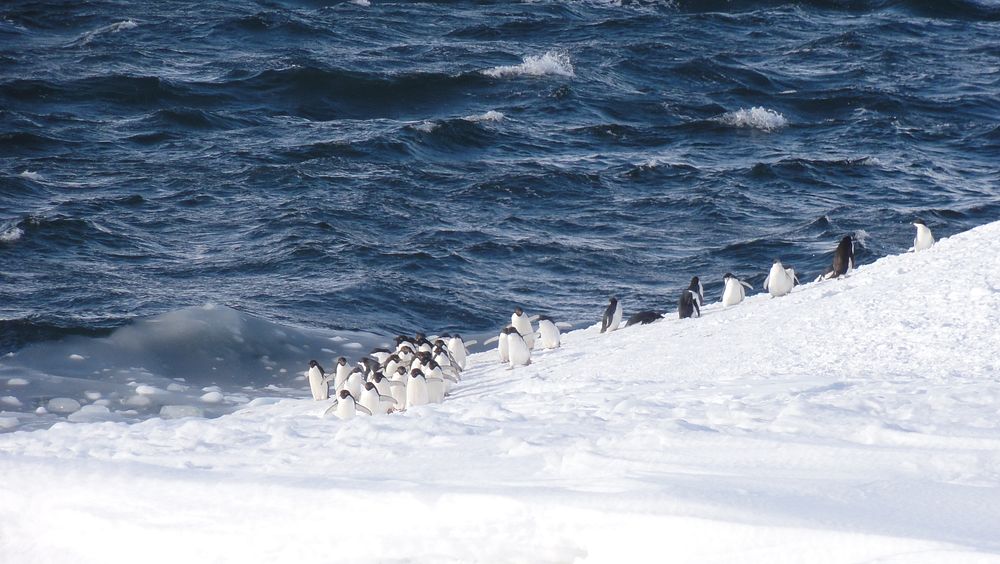 Penguin colony. Original public domain image from Flickr