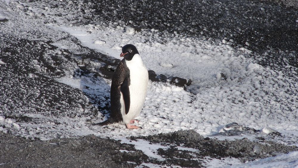 Adélie penguin, Arctic wildlife. Original public domain image from Flickr