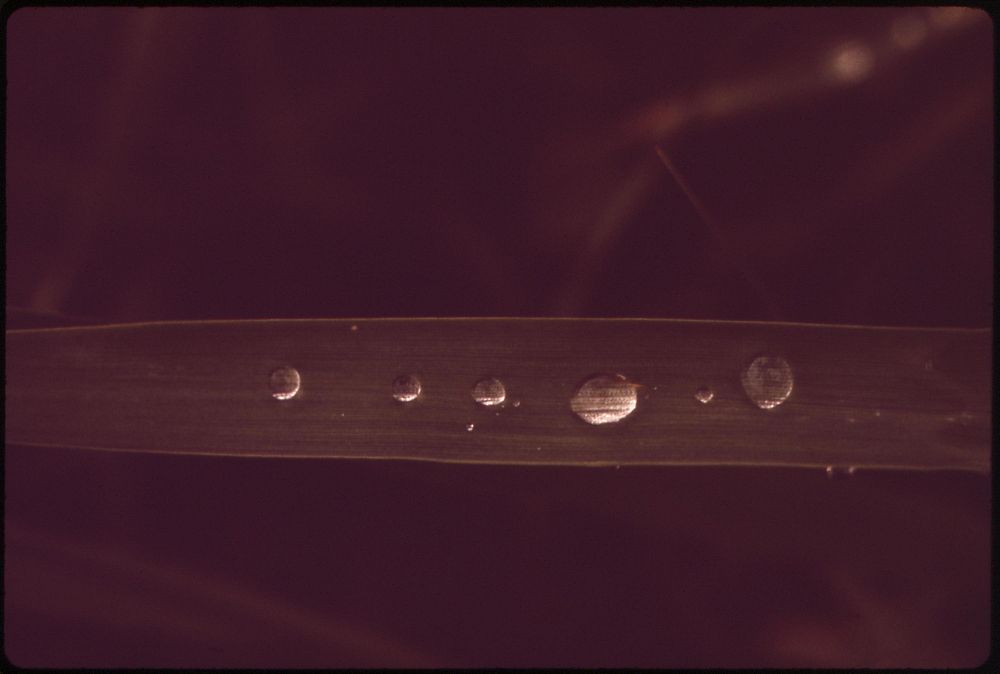 Rain drops on a blade of grass, May 1973. Photographer: O'Rear, Charles. Original public domain image from Flickr