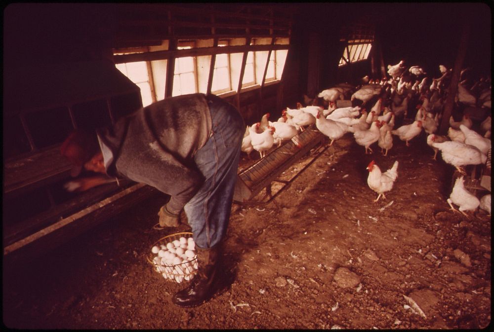 Farmer John Dolezal in hen-house of his farm near Bee Nebraska. Boots protect him from heavy rain falling outside. Rain this…