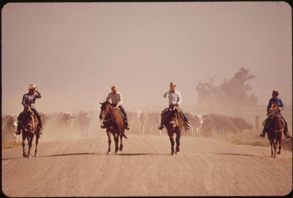 Moving cattle raise dust along the highway, May 1972. Photographer: O'Rear, Charles. Original public domain image from Flickr