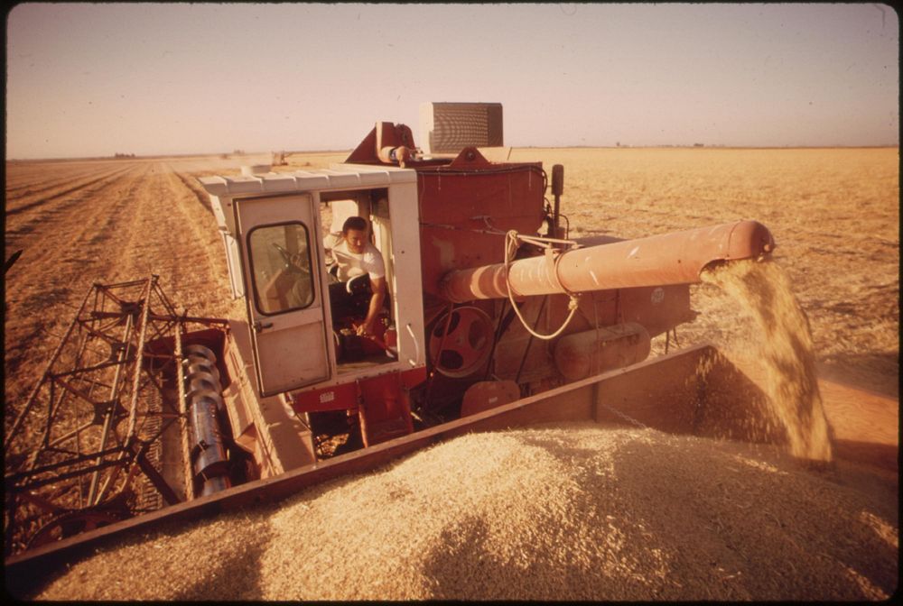 Harvesting barley grown in the Imperial Valley, May 1972. Photographer: O'Rear, Charles. Original public domain image from…