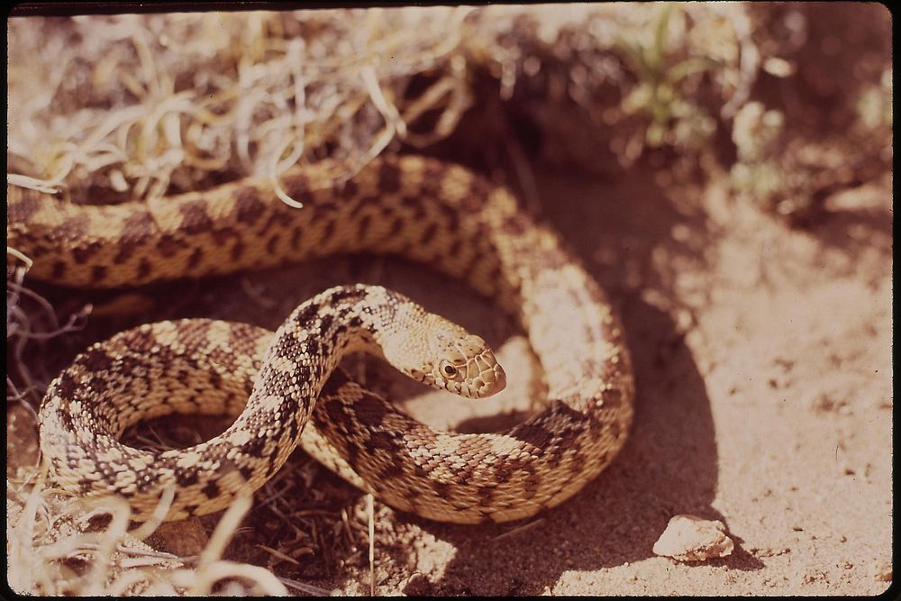 Harmless bull snake. Great Sand Dunes National Monument. Original public domain image from Flickr