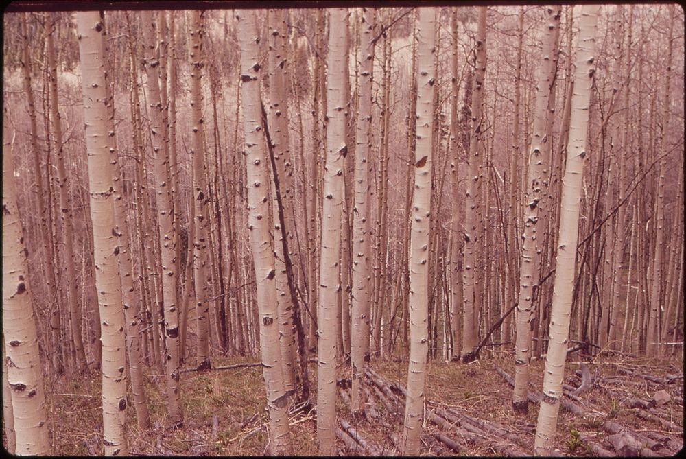 Forest of aspens at Owl Creek Pass, 05/1972. Photographer: Norton, Boyd. Original public domain image from Flickr
