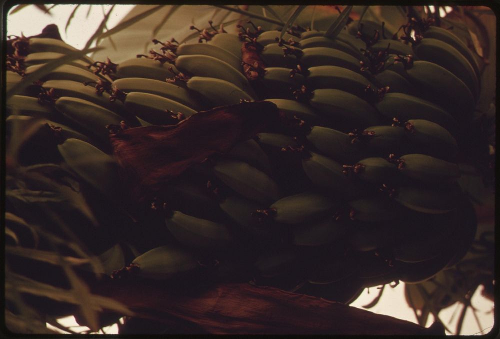 Bananas being grown in a section of the University of Arizona's Environmental Research Laboratory near Tucson. Solar heated…