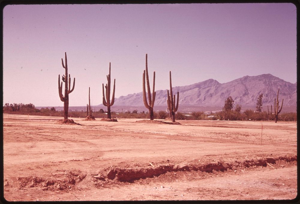 Piece of bulldozed desert on the edge of Tucson, Arizona.
