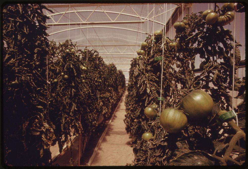 View of tomatoes inside one of the solar greenhouses at the University of Arizona Environmental Research Laboratory at…
