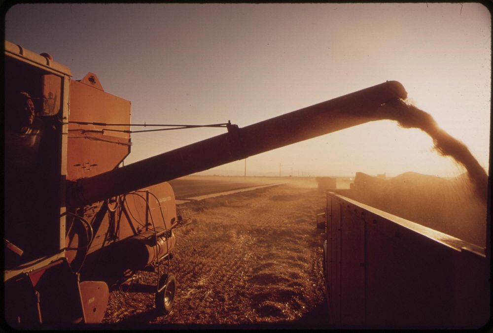 Harvesting barley grown in the Imperial Valley. Original public domain image from Flickr