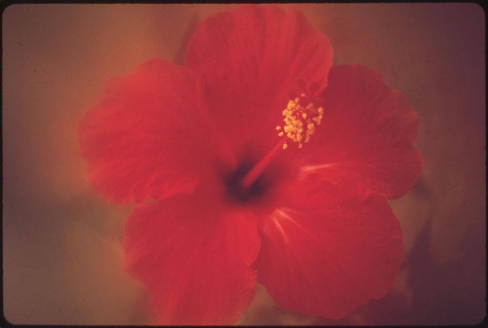 Hibiscus flowers thrive on all the islands. Original public domain image from Flickr