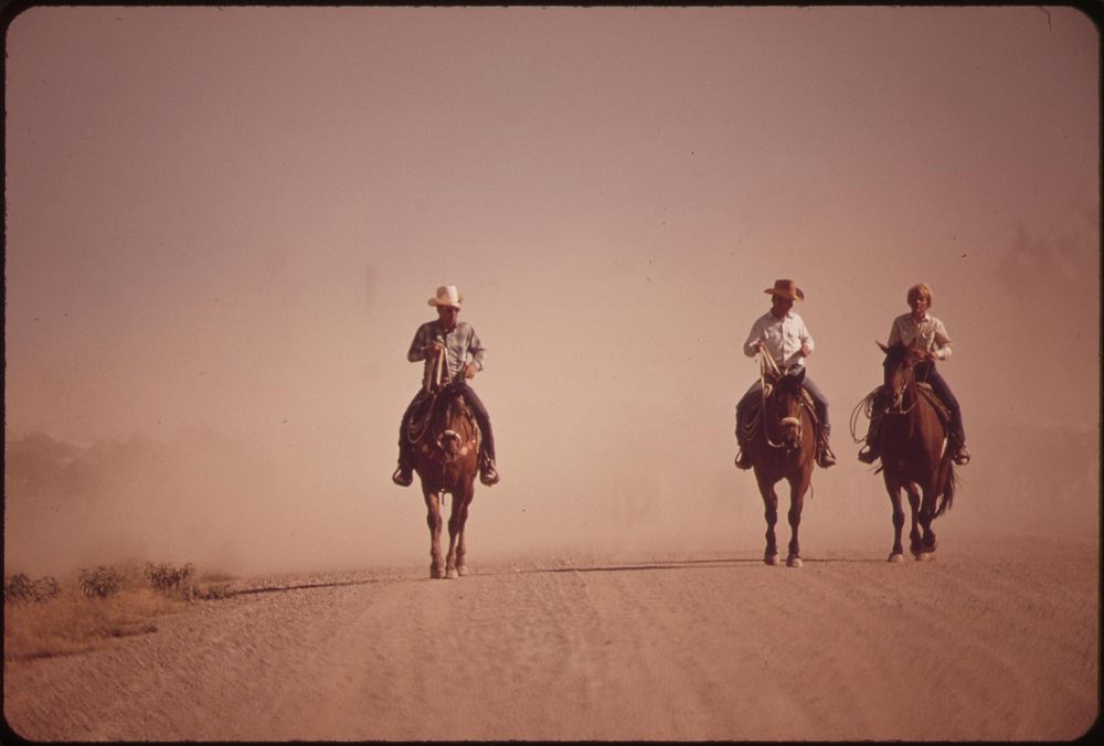 Cowboys ride ahead of cattle they are herding along Imperial County Highway near El Centro, May 1972. Photographer: O'Rear…