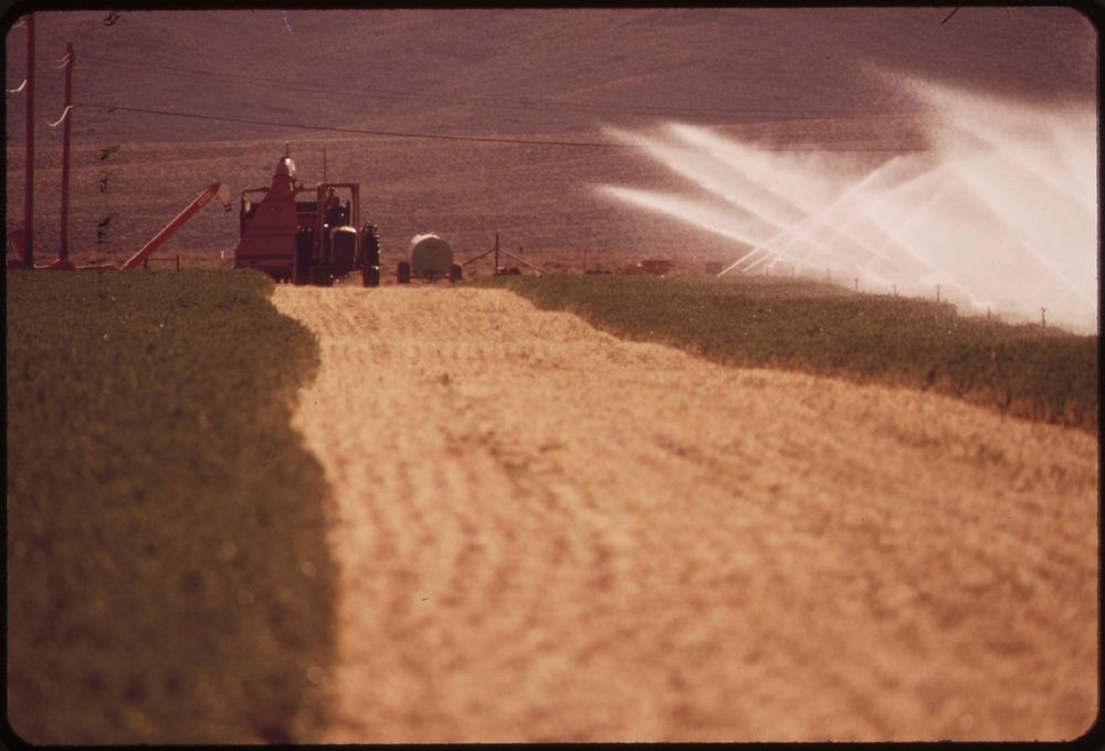 Irrigating an alfalfa field on experimental farm operated by EPA's Las Vegas National Research Center, May 1972.…