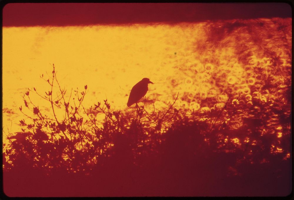 Bird in a Hawaiian bush. Original public domain image from Flickr