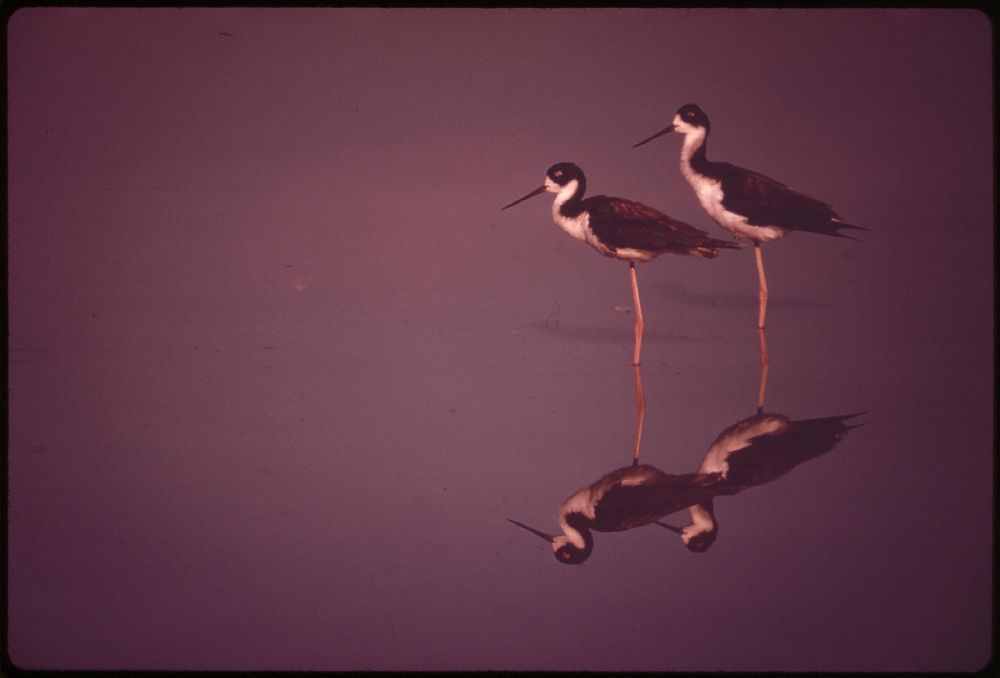 Stilt birds live protected in Kanahe Pond, in a conservation district surrounded by an urban area. Original public domain…