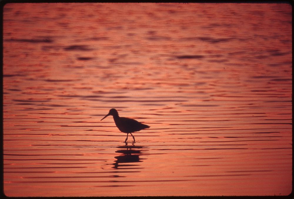 Shorebird wading in Upper Newport Bay, near Newport Beach. Original public domain image from Flickr