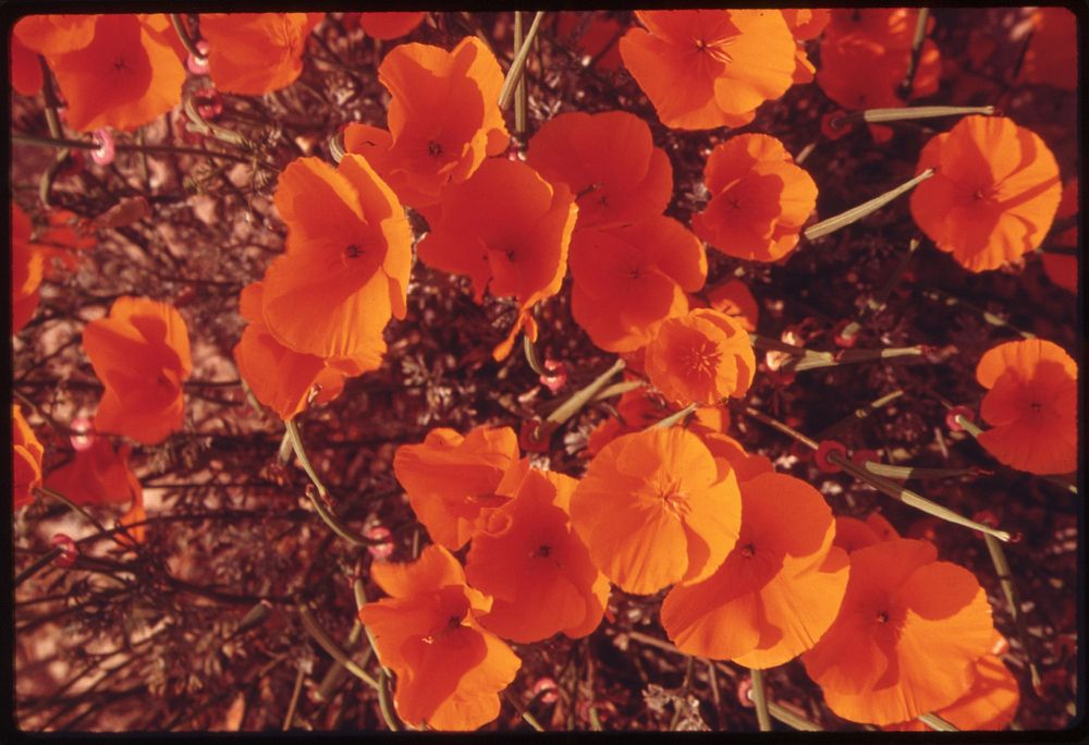 Closeup of flowers planted by the developer around spyglass homes built on a terraced hillside. Original public domain image…